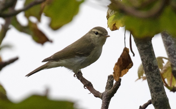 Greenish Warbler