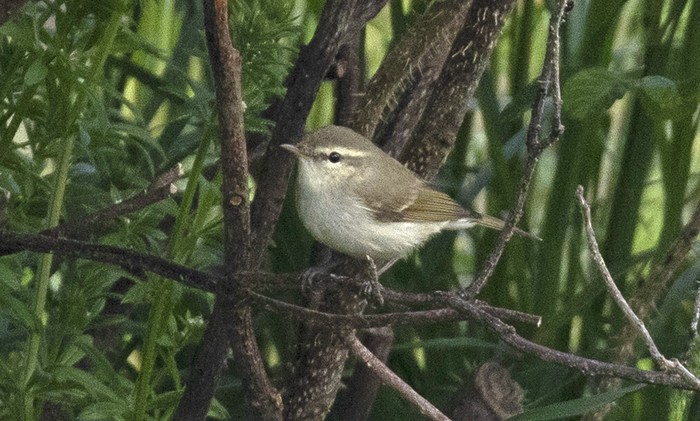 Greenish Warbler