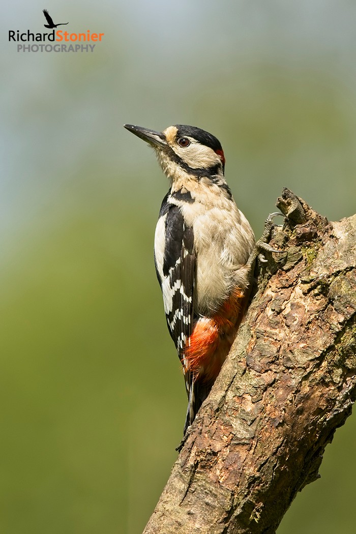 Great Spotted Woodpecker