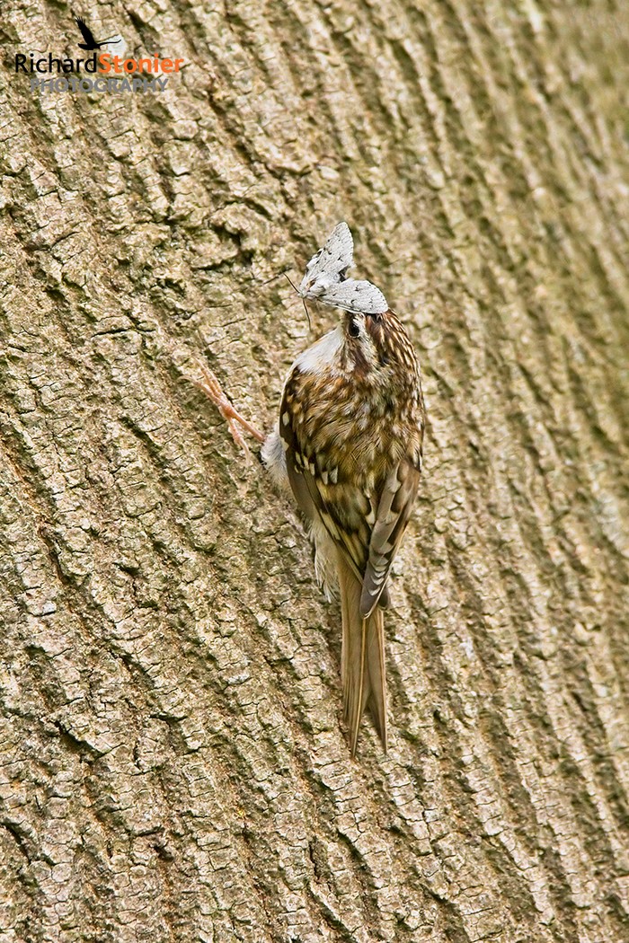 Northern Treecreeper