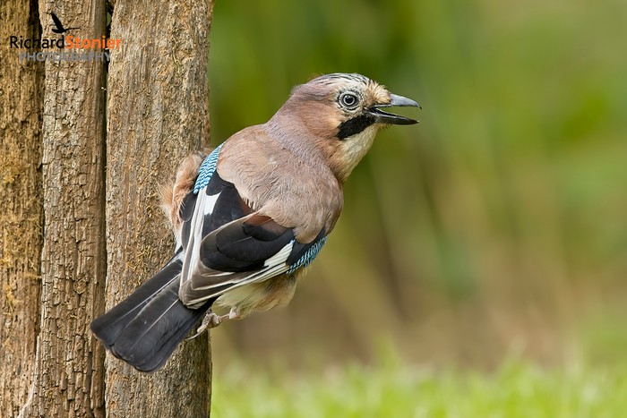 Jay