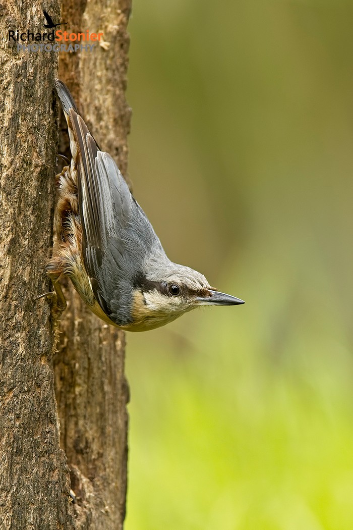 Nuthatch