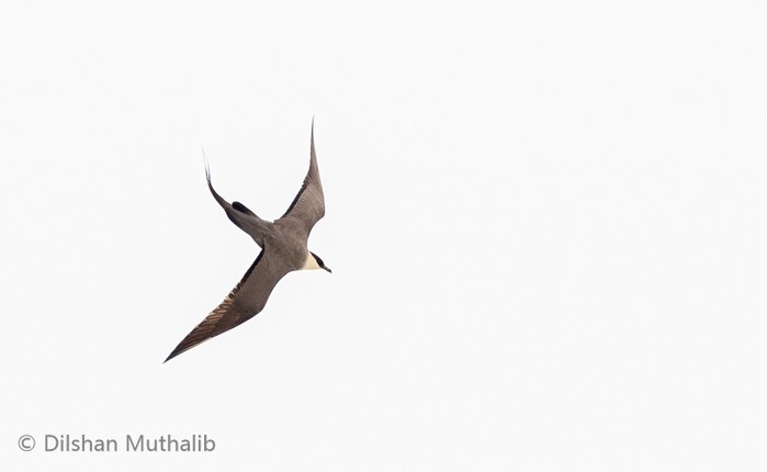 Long-tailed Skua