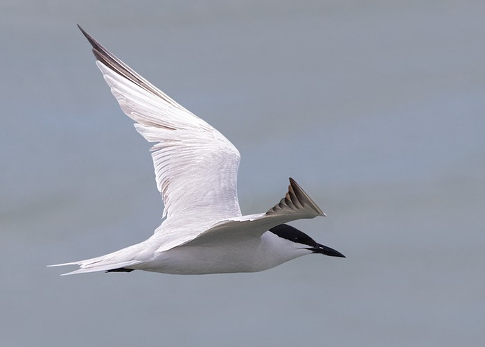 Gull-billed Tern