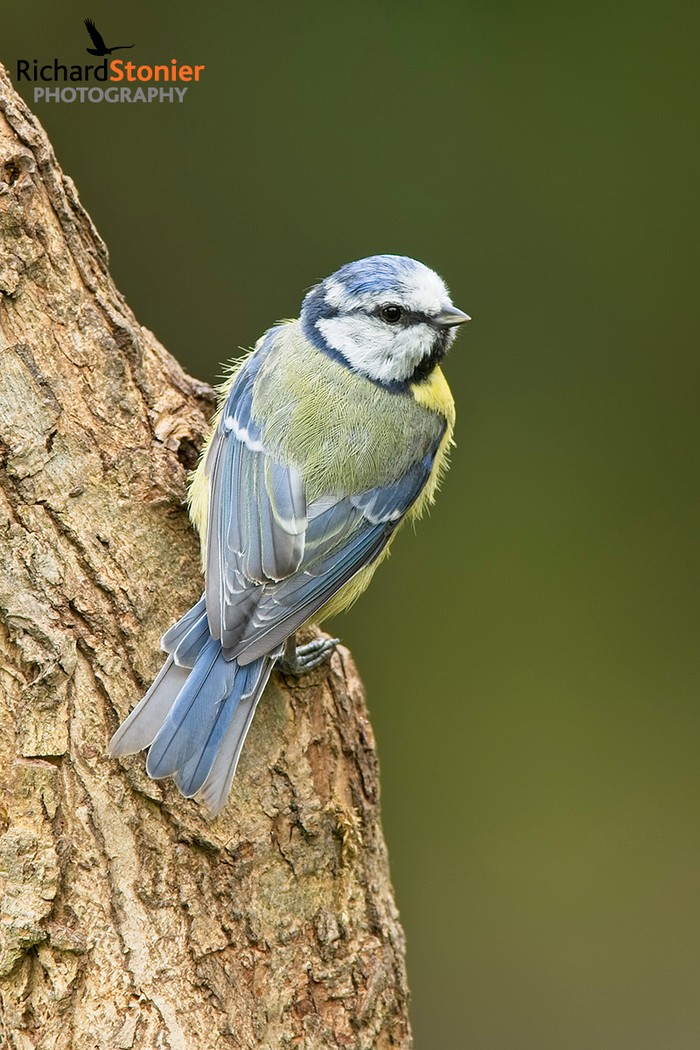 Blue Tit