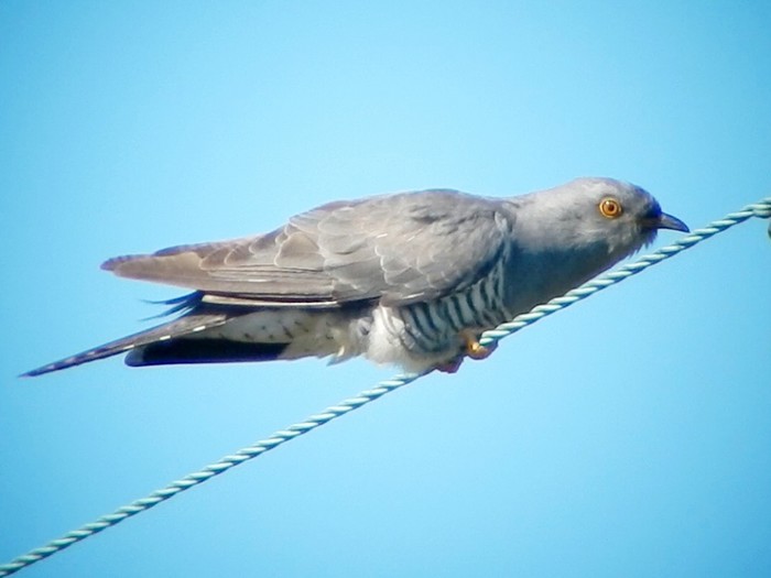 Cuckoo