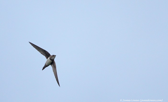 Alpine Swift