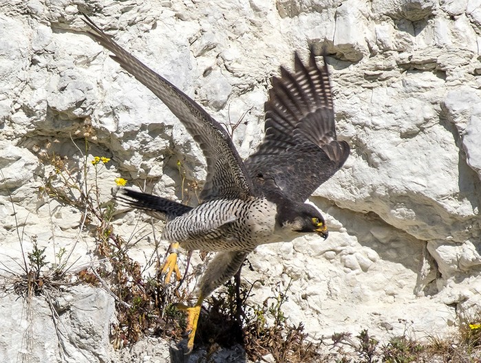 Peregrine Falcon