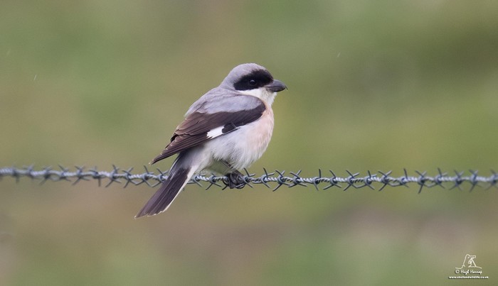 Lesser Grey Shrike