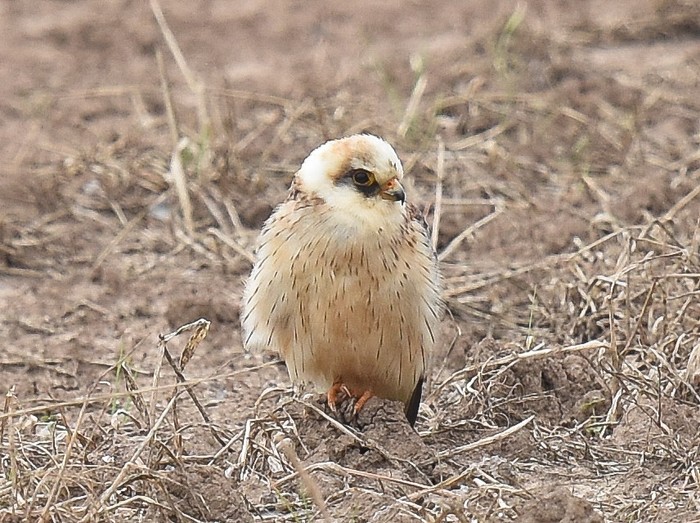Red-footed Falcon