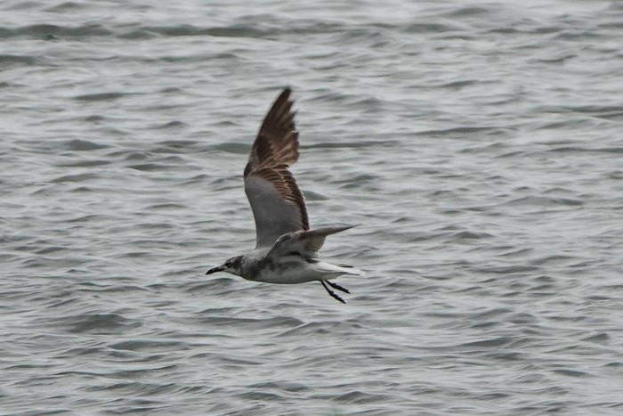 Laughing Gull