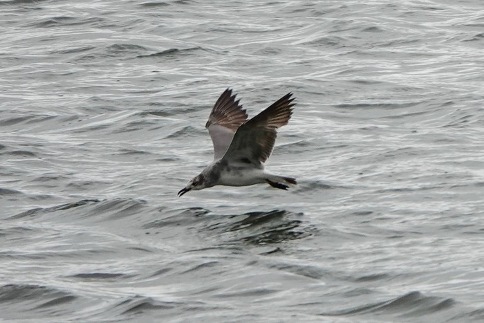 Laughing Gull