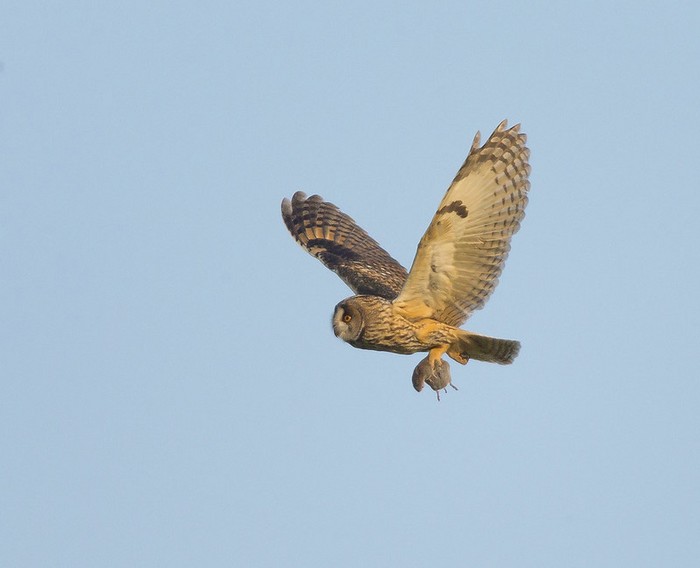 Long-eared Owl