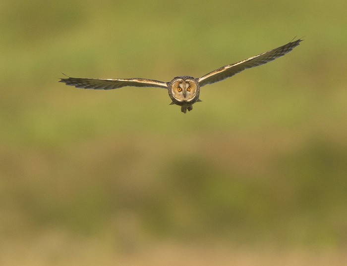 Long-eared Owl