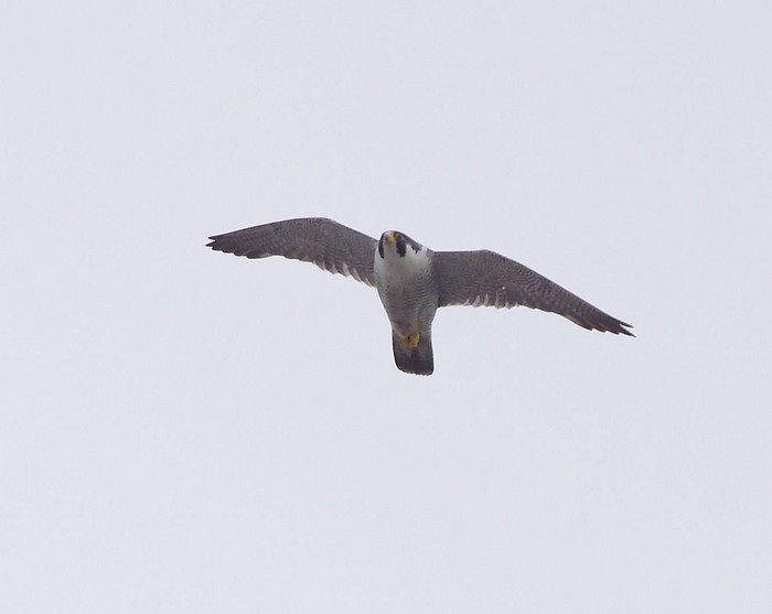 Peregrine