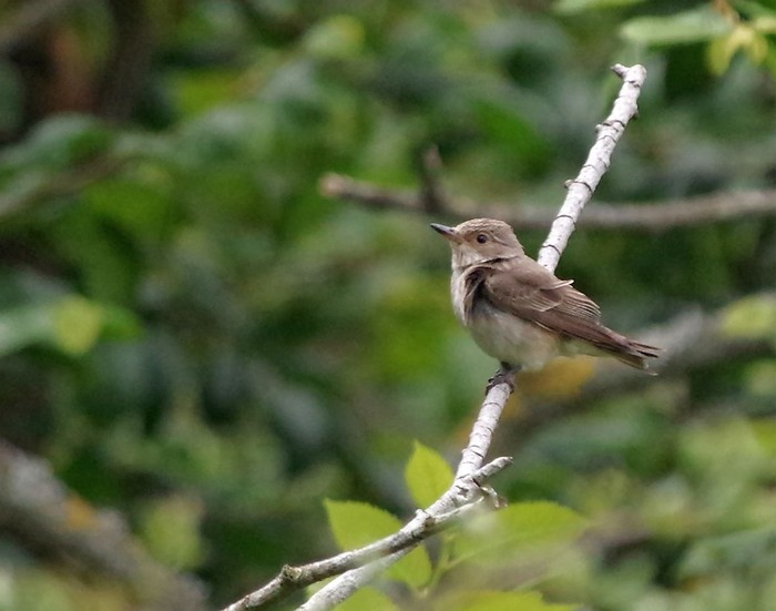 Spotted Flycatcher