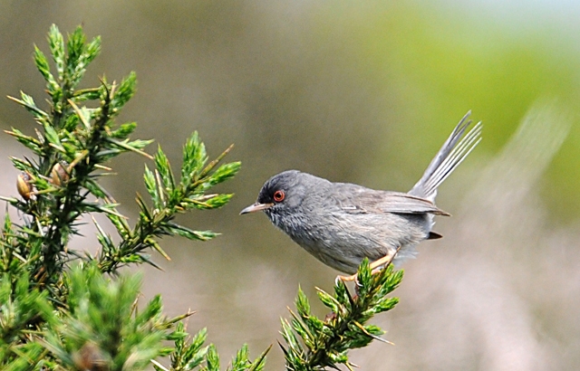 Marmora's Warbler