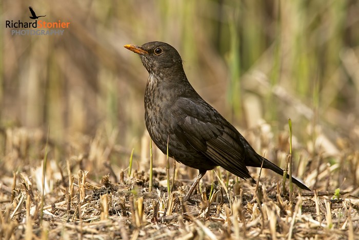 Blackbird
