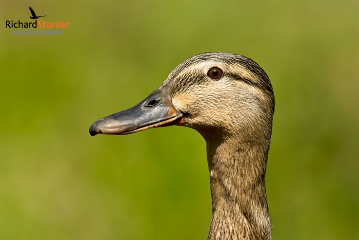 Mallard