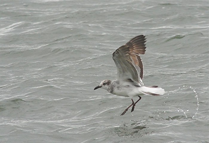 Laughing Gull