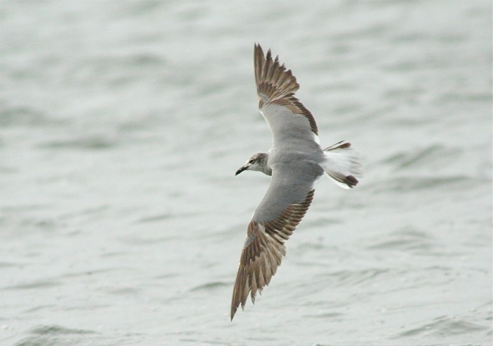 Laughing Gull