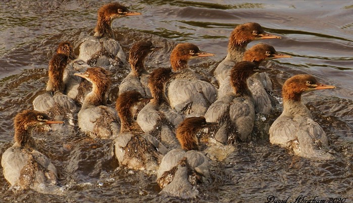 Goosander