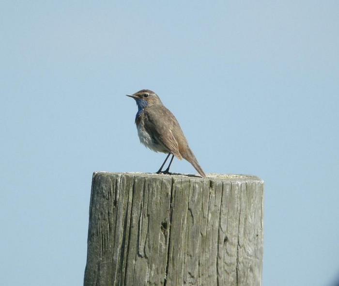 White-spotted Bluethroat