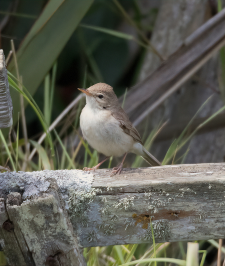 Booted Warbler