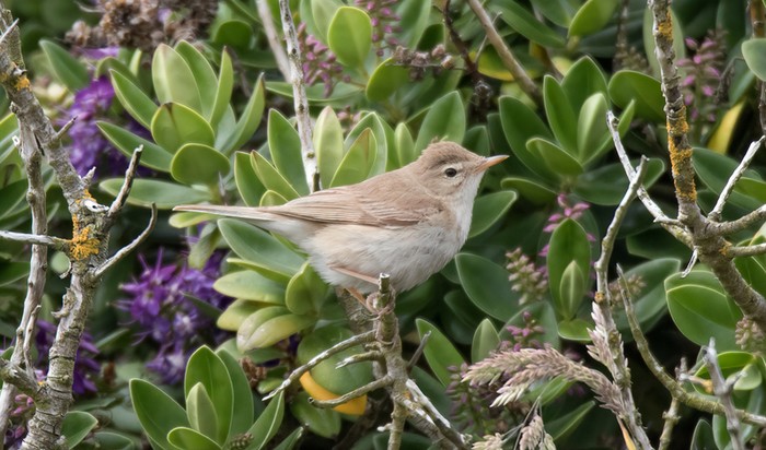 Booted Warbler