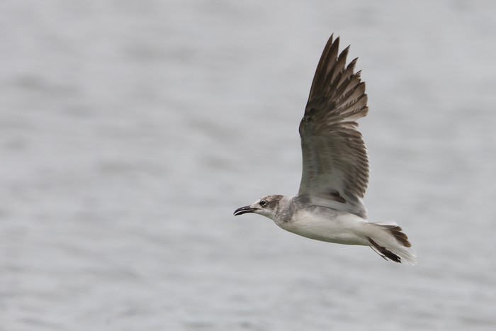 Laughing Gull