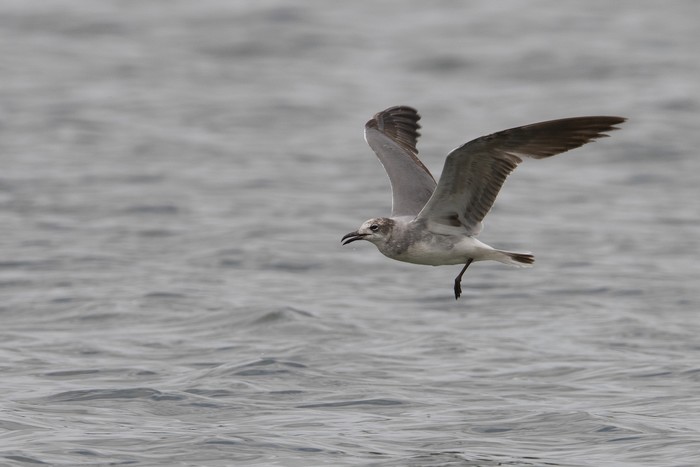 Laughing Gull