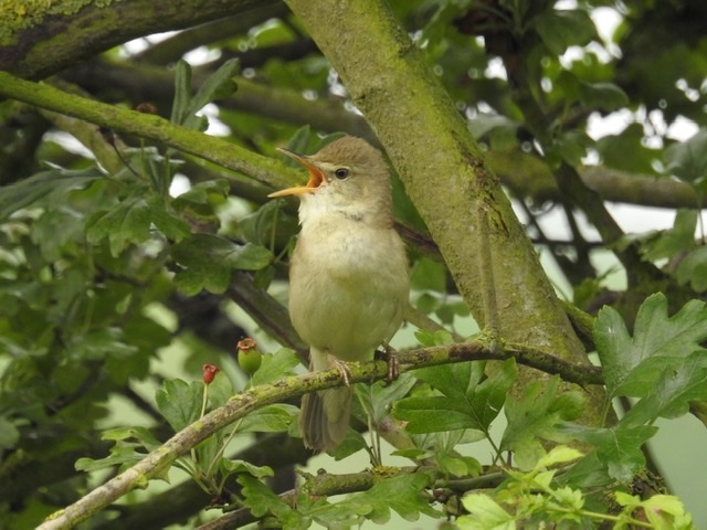 Blyth's Reed Warbler