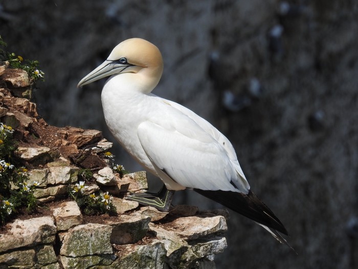 Gannet