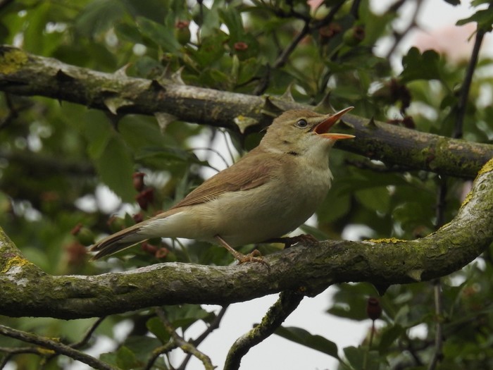 Blyth's Reed Warbler
