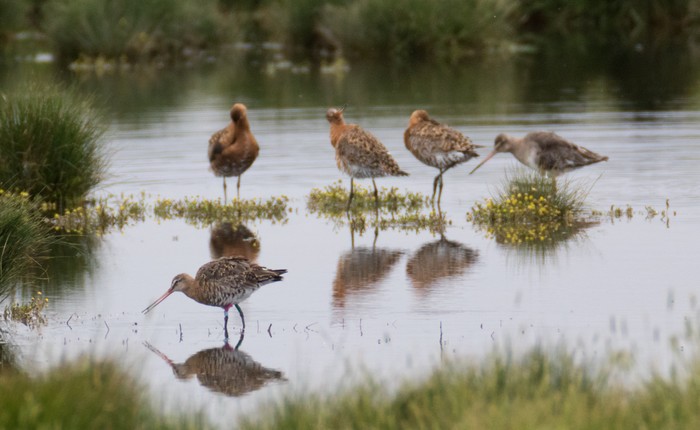 Continental Black-tailed Godwit