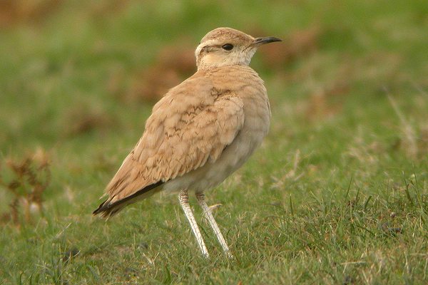 Cream-coloured Courser