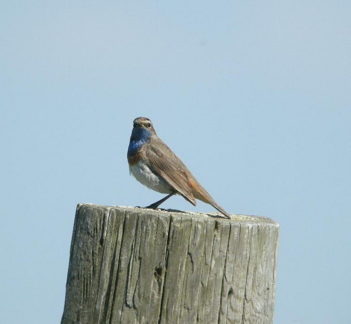 White-spotted Bluethroat