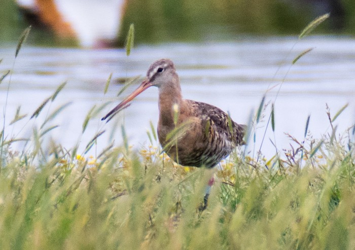 Continental Black-tailed Godwit
