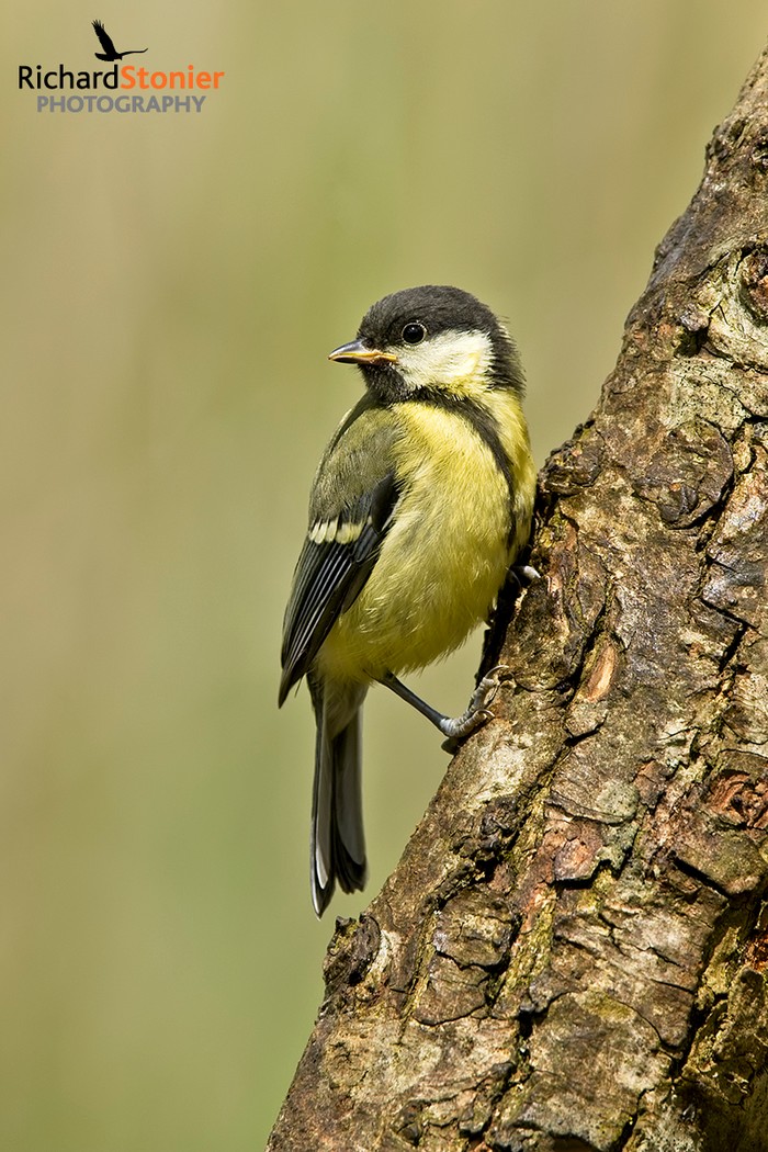 Great Tit