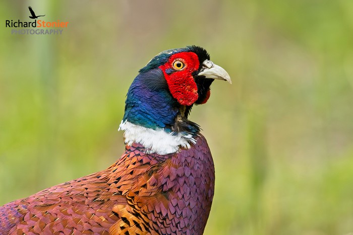 Pheasant