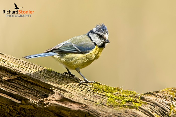 Blue Tit