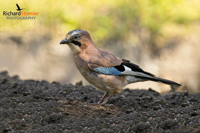 Jay