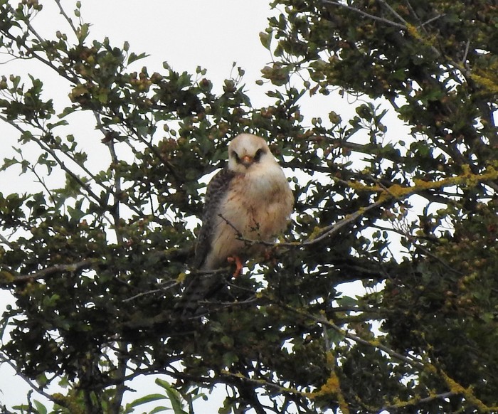 Red-footed Falcon