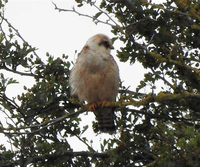 Red-footed Falcon