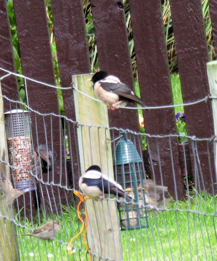 Rose-coloured Starling