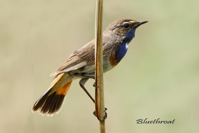 White-spotted Bluethroat