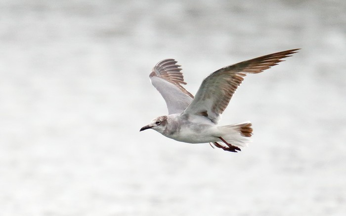 Laughing Gull