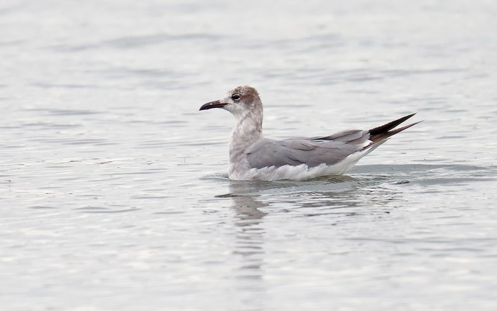 Laughing Gull