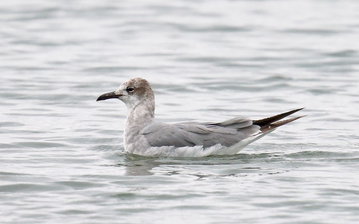 Laughing Gull