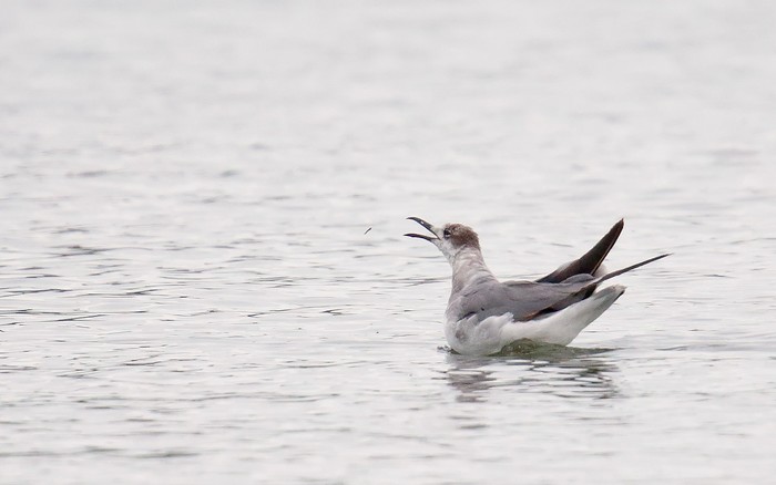 Laughing Gull